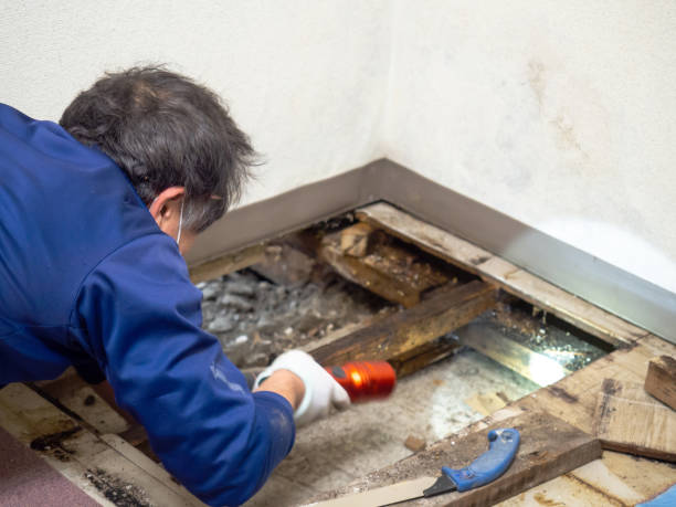 Best Emergency Mold Remediation in Cape May Court House, NJ