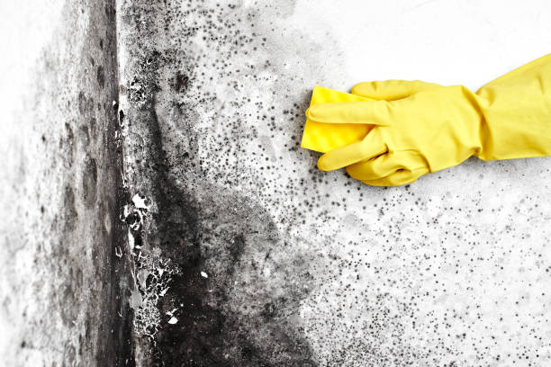 Best Insurance-Related Mold Remediation in Cape May Court House, NJ