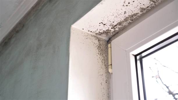 Cape May Court House, NJ Mold Remediation Company