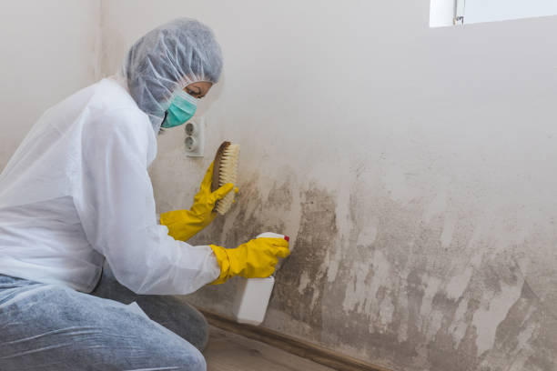 Best Attic Mold Remediation in Cape May Court House, NJ