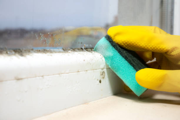 Best Mold Testing and Inspection Services in Cape May Court House, NJ