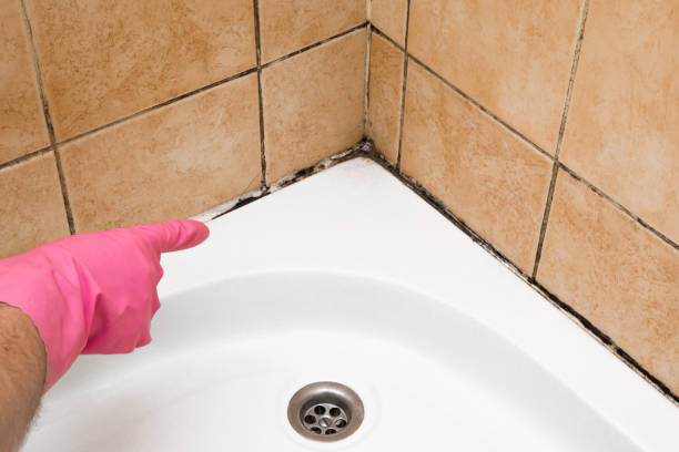 Best Residential Mold Remediation in Cape May Court House, NJ